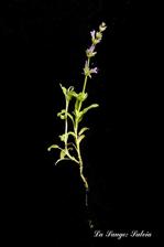 54166580060_cf6f39d847